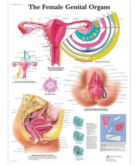 Laminert veggplansje av kvinnelige kjønnsorgan